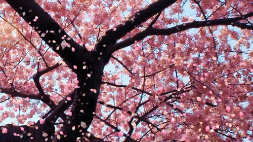 cherry-blossom